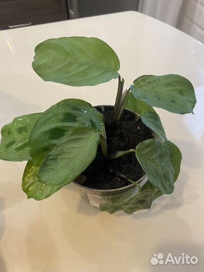 Маранта керховена