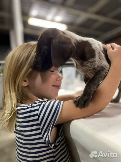 Маленький щенок Курцхаара