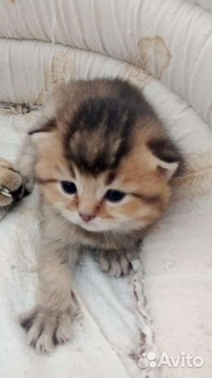 Шотландские котята