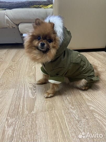 Зимняя куртка для собаки
