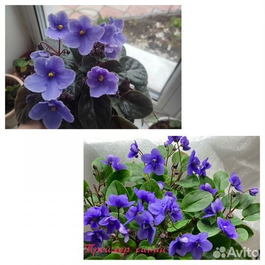 Стартеры сортовых фиалок