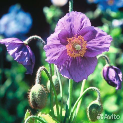 Meconopsis (меконопсис) семена