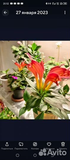 Эсхинантус, в простонародье Жар-птица