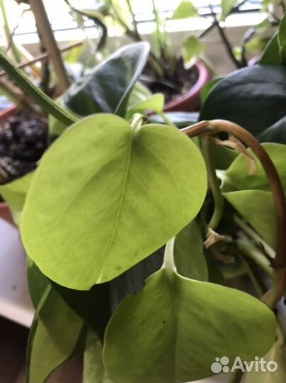 Сциндаптусы