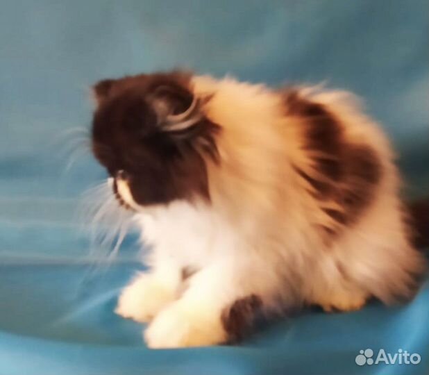 Персидский котенок
