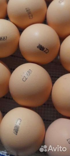 Инкубационное яйцо