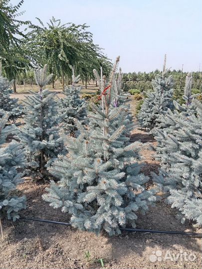 Ель голубая хупси