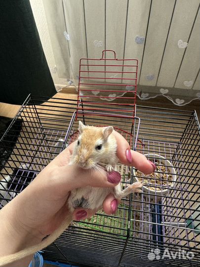 Песчанка