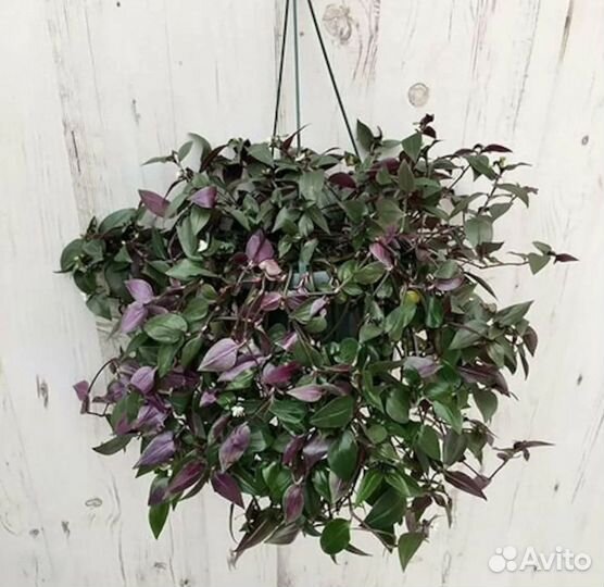 Традесканция комнатная зебрина мелколистная