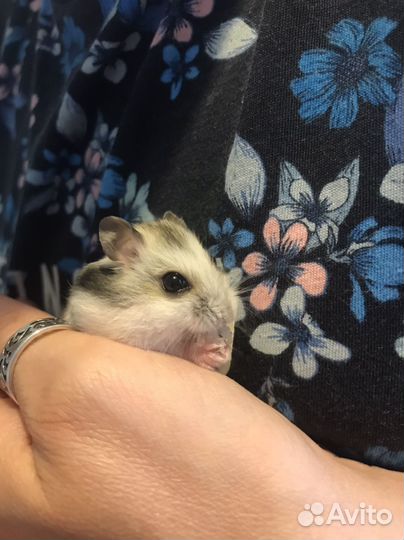 Хомяк джунгарский