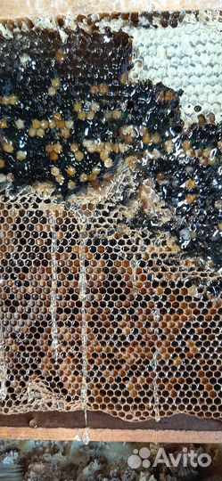 Мед натуральный