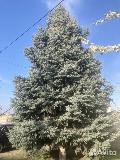 Ель голубая