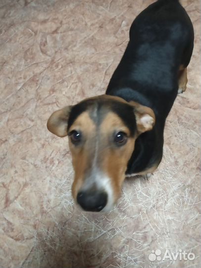 Собака в добрые руки