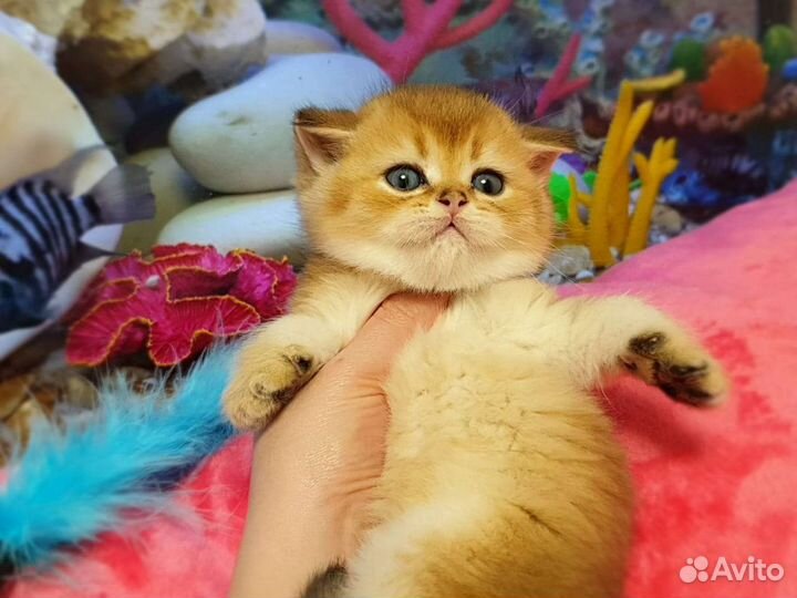 Шотландский эксклюзив Котята Вязка с Чемпионом