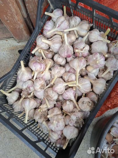Чеснок на посадку и хранение