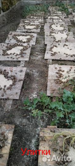 Улитки / малек