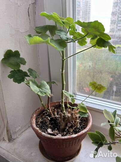 Комнатные растения цветы