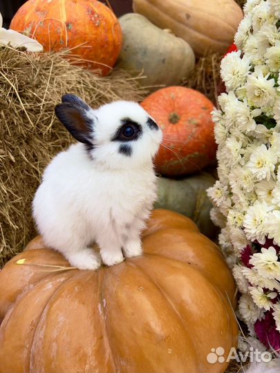 Кролики карликовые