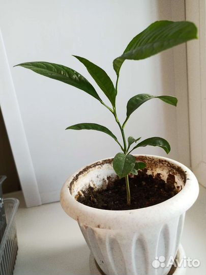 Росток лимона с горшком, дерево лимона