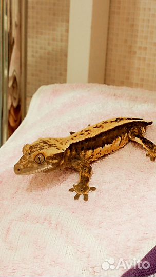 Бананоеды самка и малыши