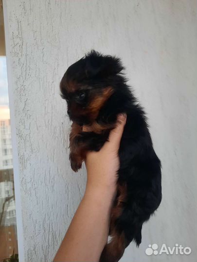 Йоркширский терьер мини