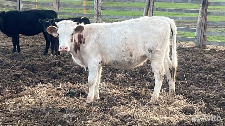 Телки и бычки