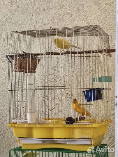 Кенара и канарейки