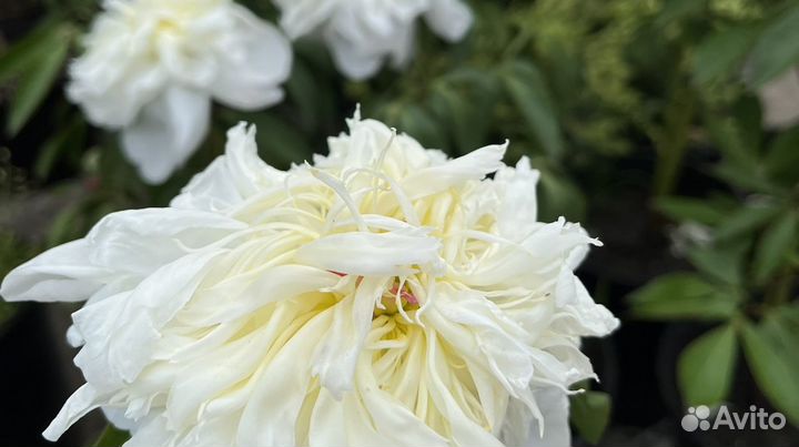 Пионы Нижневартовск