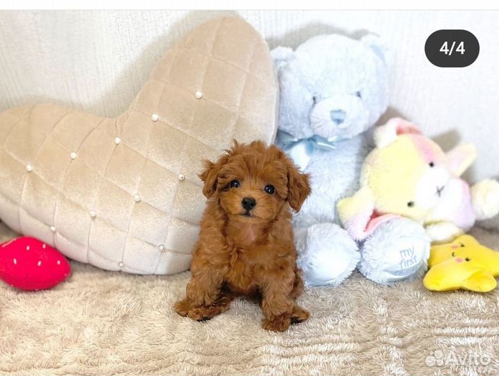 F1 нарядные мальтипушечки