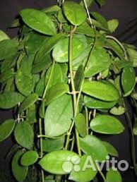 Хоя H. Diversifolia