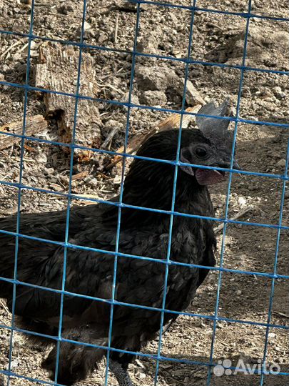 Петух породы Ухейилюй