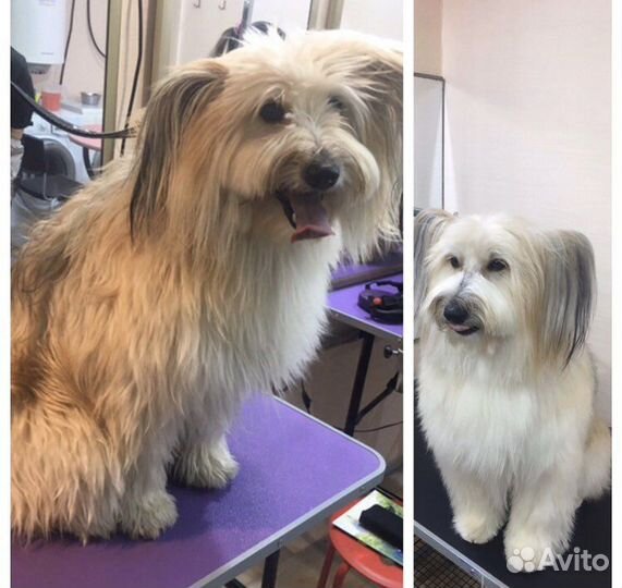 Груминг. Стрижка собак и кошек