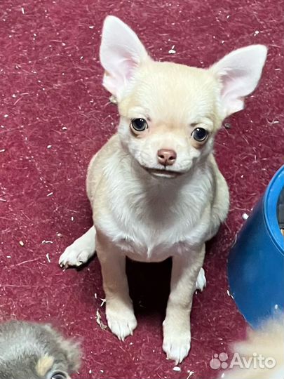 Щенки чихуахуа
