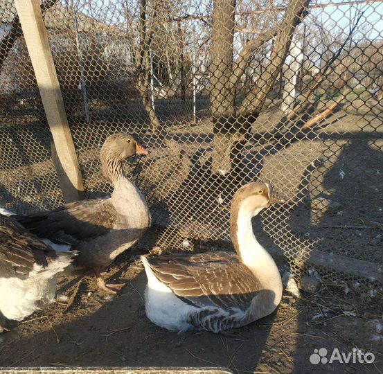 Яйцо гусиное