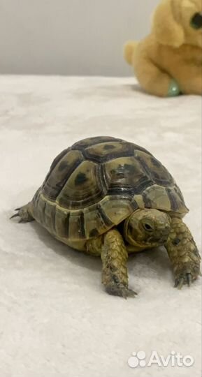 Черепаха