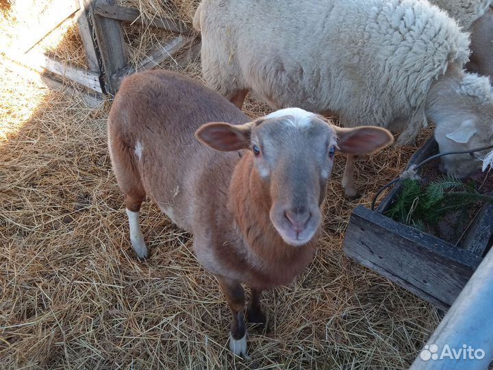 Баран катумский