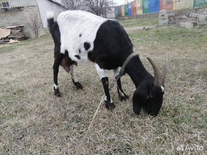 Англо нубийские козы дойные