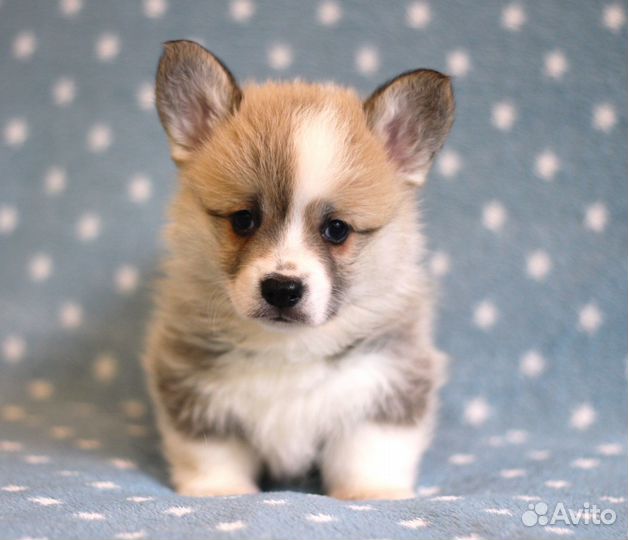 Щенки вельш-корги пемброк в Калининграде