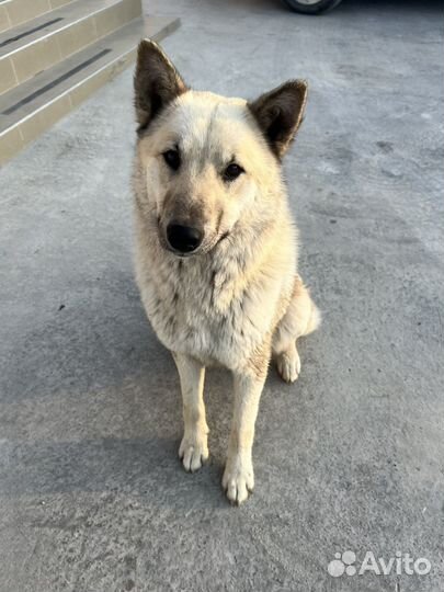 Собака в добрые руки кобель (метис лайки)