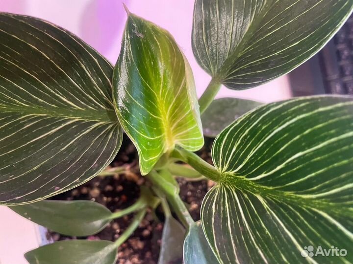 Комнатные растения (домашние цветы)