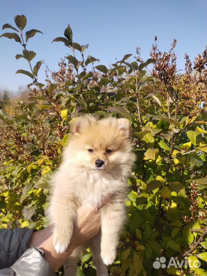 Щенки шпица