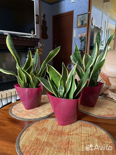 Сансевиерия