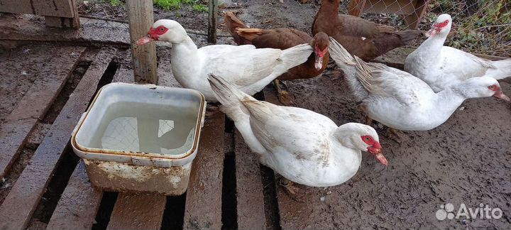 Утята и подростки на племя мускусной утки тяж. л