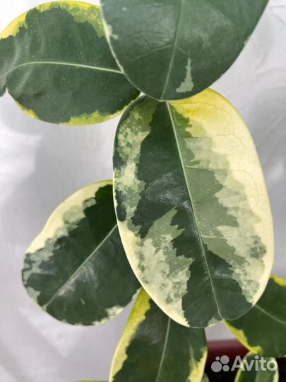 Стефанотис