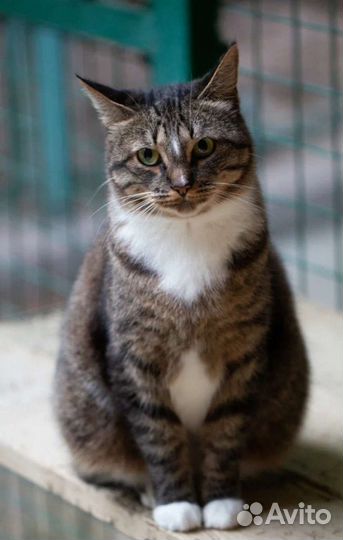 Красотка Софи в добрые руки