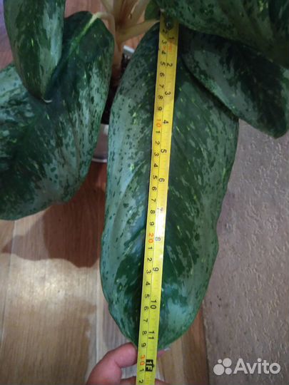 Аглаонема гигант Jade Queen