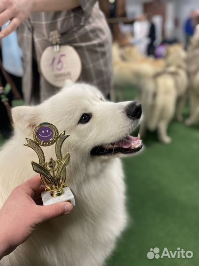 Самоедская лайка вязка кабель