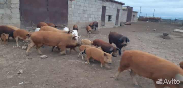 Продам свиней поросят