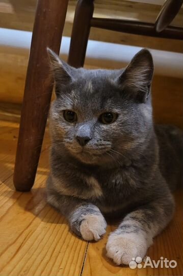 Отдам молодую стерилизованную кошечку в хорошие ру