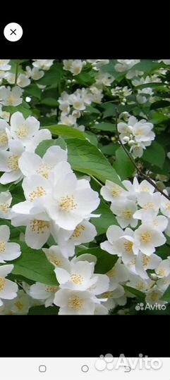 Жасмин(чубушник)
